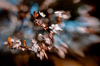 Blossom Vibe