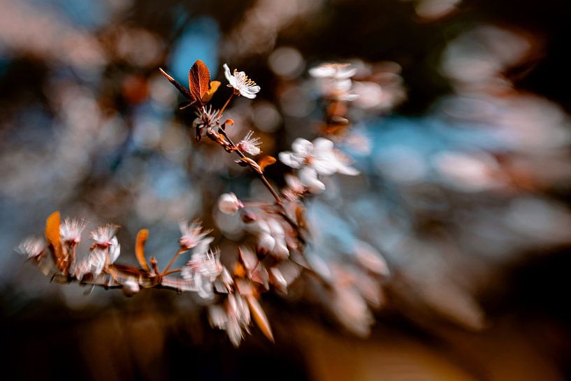 Blossom Vibe by Hiske Boon
