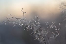 dauwdruppels in de winter von Miranda Rijnen Fotografie