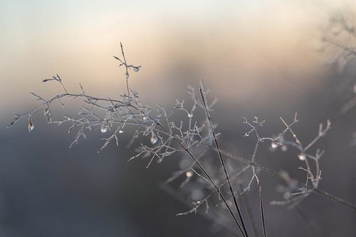 dauwdruppels in de winter
