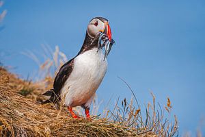 Papageientaucher (Fratercula arctica) mit Schnabel voller Fisch