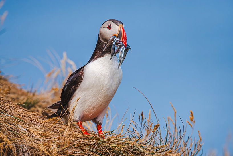 Macareux moine (Fratercula arctica) avec le bec plein de poissons par Chris Stenger