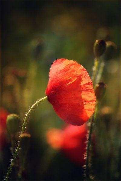 Touché par la lumière par LHJB Photography