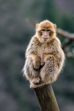 Singe berbère sur Peter Deschepper