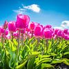 ? Verlies Jezelf in de Kleurrijke Pracht van de Nederlandse Tulpenvelden  ? van Eriks Photoshop