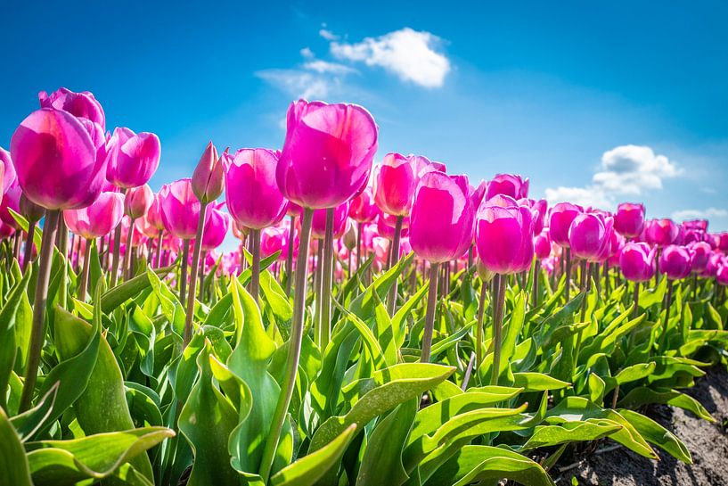 ? Lose Yourself in the Colourful Splendour of the Dutch Tulip Fields ? by Eriks Photoshop