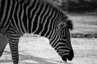 Zebra von Margo Smit Miniaturansicht