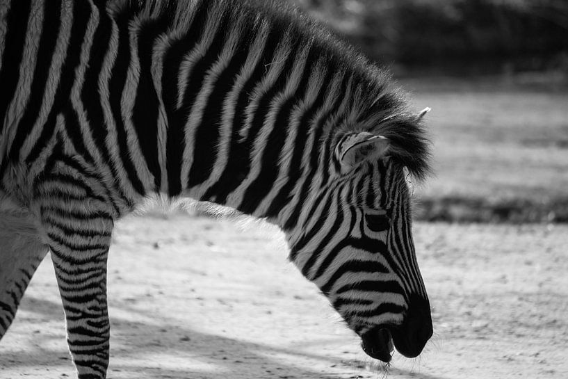 Zebra von Margo Smit