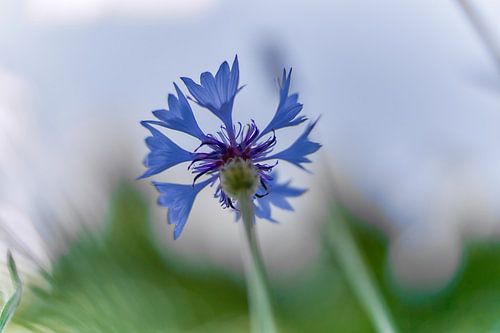 Kornblume in Nahaufnahme mit Bokeh-Hintergrund