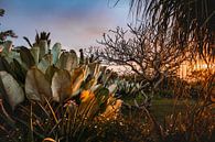 Colors of mother nature van Marscha van Druuten thumbnail