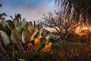 Colors of mother nature van Marscha van Druuten