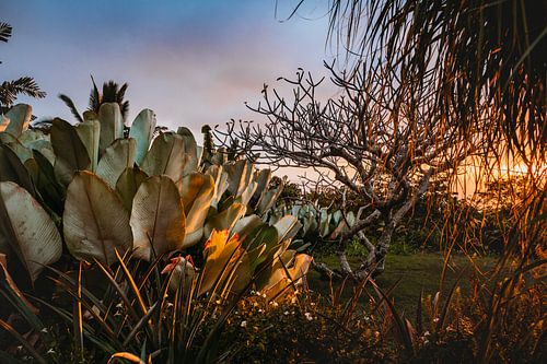 Colors of mother nature