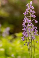 La jacinthe sauvage