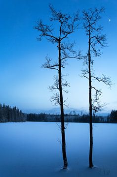 Winterse Sereniteit: Twee Bomen in de Blauwe Schemering van een Zweeds meertje. van Arthur van Iterson
