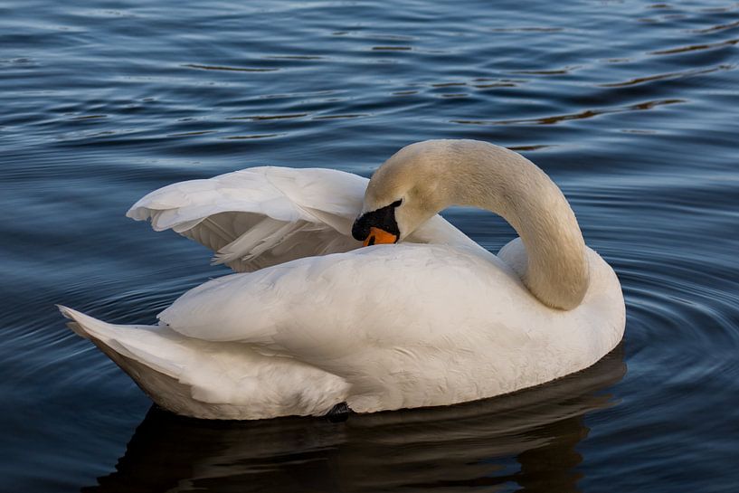 Swan by Niki Radstake
