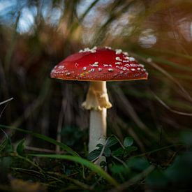 mushroom by By Angela