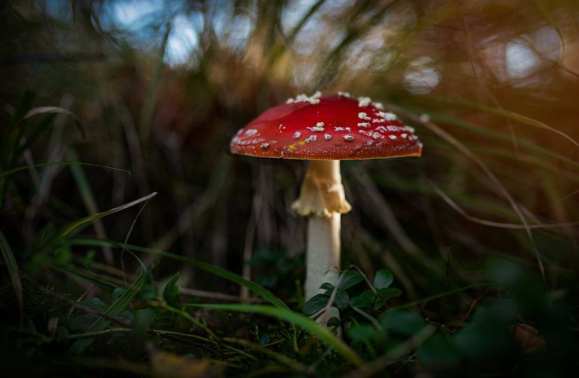 champignon par By Angela