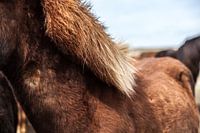 Icelandic horse