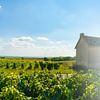 Fotoschets Franse schuur in wijngebied van Jeroen Berendse