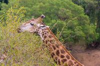 Giraffe eating from a tree