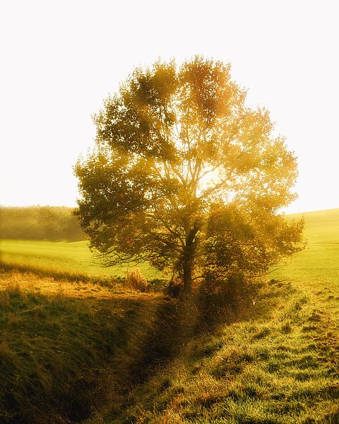 Tree in the sunset by Bild.Konserve