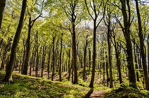 Frühling am Hochufer bei Lietzow