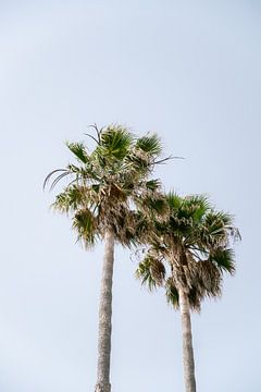 Kleurrijke palmbomen in de wind tegen een lichtblauwe lucht van Marit Hilarius