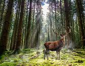 Stag in het bos in de ochtend van Animaflora PicsStock thumbnail