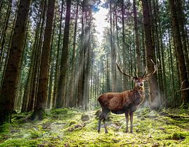 Stag in het bos in de ochtend van Animaflora PicsStock