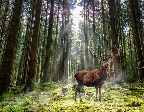 Stag in het bos in de ochtend