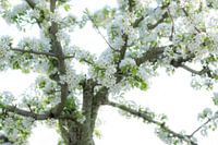 Dromerige perenbloesem, bijvoorbeeld als artFrame of naadloos behang
