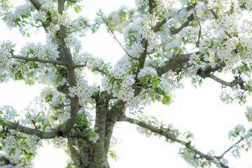 Verträumte Birnenblüte, zum Beispiel als artFrame, auf Acryl oder Leinwand von Josine Claasen