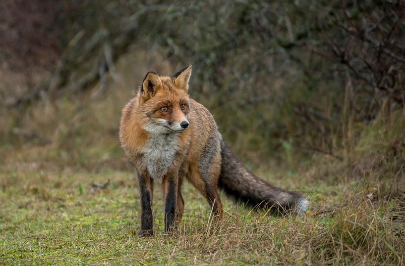 Fox rack by Harry Punter