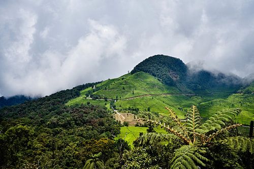 De groene theeplantages van de Ciwidey bergen