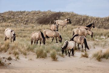 Wilde paarden in de duinen, Bloemendaal aan zee van Janny Beimers