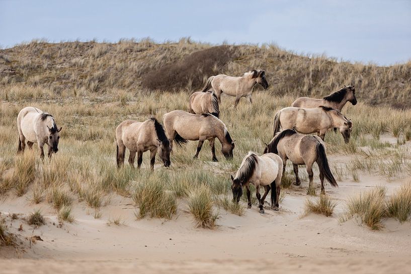 Chevaux sauvages dans les dunes par Janny Beimers