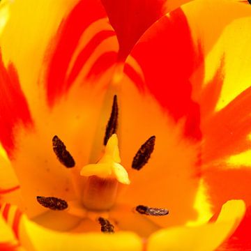 Inside of a yellow / red tulip