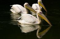 Pelikanen in Frankrijk van Patrick van Oostrom thumbnail