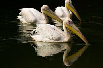 Pélicans en France