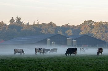 Koeien in de mist