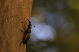 Lunatier mâle sur l'écorce d'un chêne dans une forêt de feuillus, Bade-Wurtemberg, Allemagne sur Frank Fichtmüller