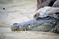 Krokodil van Marieke Peters-Brugmans thumbnail