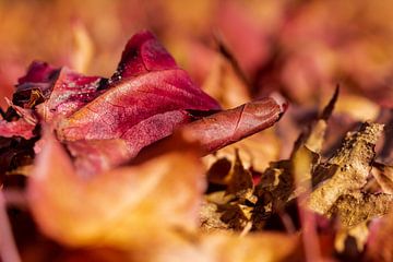 Herfstbladeren. sur Floris van Woudenberg