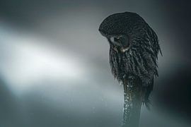 Lapland owl by Rando Kromkamp Natuurfotograaf