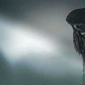 Lapland owl by Rando Kromkamp Natuurfotograaf