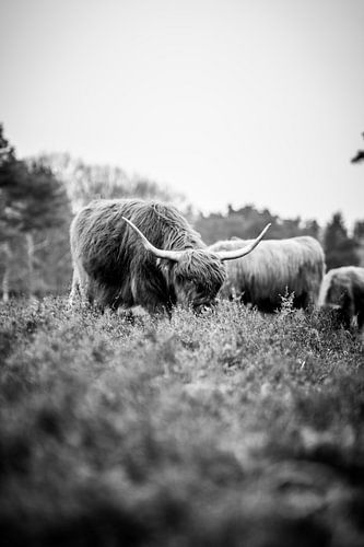 Schottischer Highlander, Wezepsche Heide