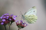 Dansende vlinder van Sabine Tilburgs thumbnail