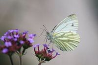 Dansende vlinder