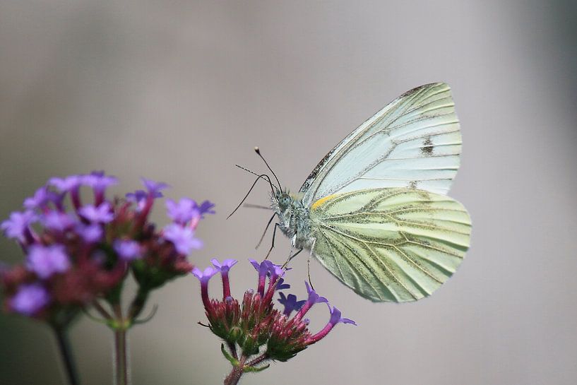 Dansende vlinder van Sabine Tilburgs