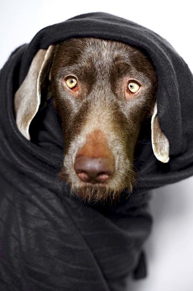 All Wrapped Up van Mogi Hondenfotografie